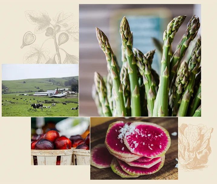 Daylight Foods website